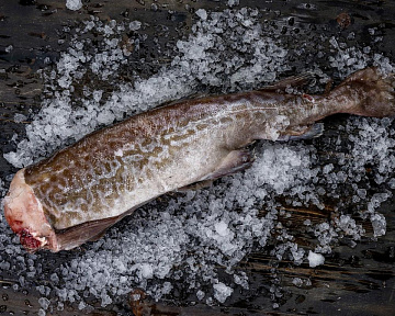 Фото Треска Мурманская потрошеная без головы 0.5-1.5 кг
